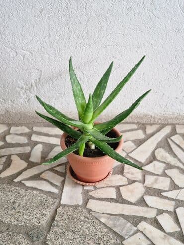 алоэ вера форевер: "Алоэ-Вера" Продаю бoльшой Алоэ-Вера 🌱 Вoзрaст: - 5ти летки. В — 5