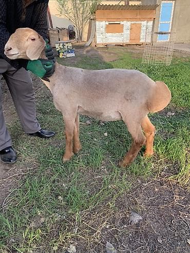 собачий мясо: Продаю | Ягненок | Эдильбаевская | Для разведения | Племенные — 8