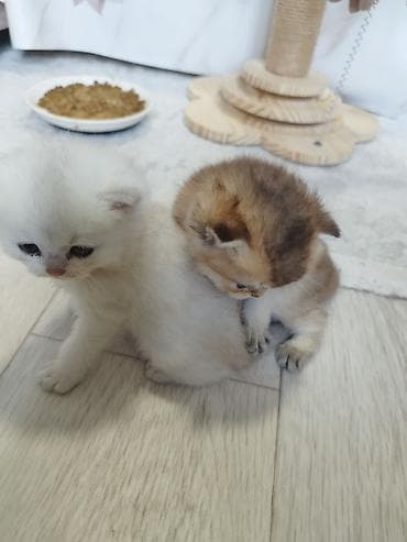 кошки и собаки: 🐾 Открыто бронирование котят шотландской породы 🐾 Предлагаются к — 5