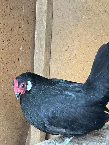 работа в джалал абаде водитель: На продажу петух и куры карлики — 2