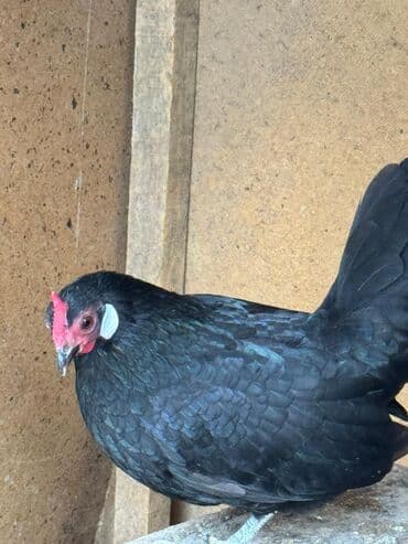 змеи животные: Продам — 3