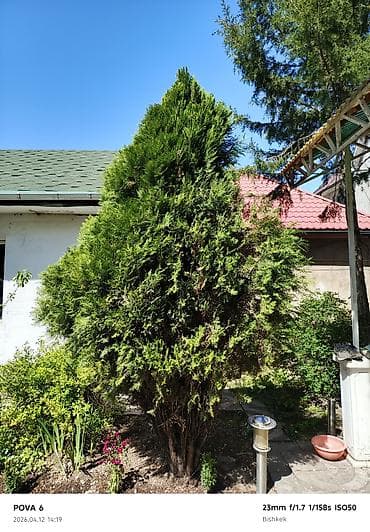 дерево туя: Продаю огромную Тую ростом 5метров 2 шт /можжевельник (садовые деревья — 4