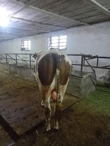 Ветеринар кызматы: Сатам | Бука (эркек) | Голштин, Швиц | Көбөйтүү үчүн | Жасалма жол менен боозутуу — 3