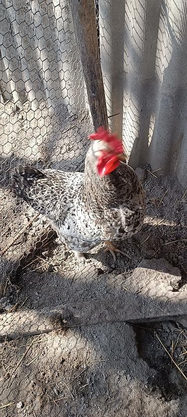 Продаю | Петух | Для разведения — 2