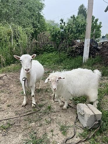 Продаю | Коза (самка) | Зааненская | Для разведения, Для молока | Осеменитель