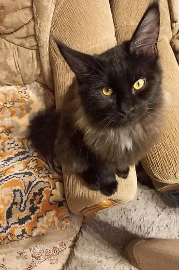 Животные: 🐾🐈 Эффектный котёнок мейн-кун чёрного цвета с шикарным воротником — 4