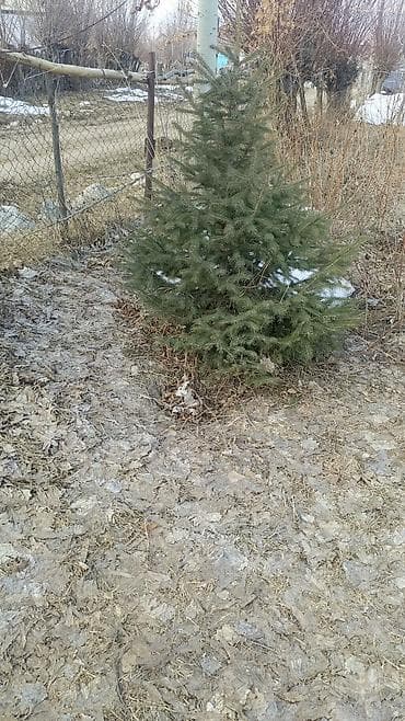 саженцы фундука: Еловые саженцы для озеленения (еловые и голубые ели) - Породы: ель — 1
