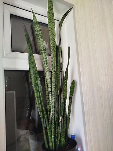 Бөлмө розалары: Сансевиерия (Sansevieria trifasciata, «щучий хвост», «тёщин язык») в — 1