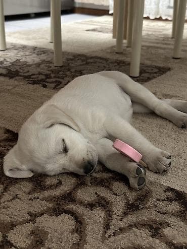 цена лабрадора: Лабрадор щенок есть щенячья карта прививка есть, девочка. знает — 2