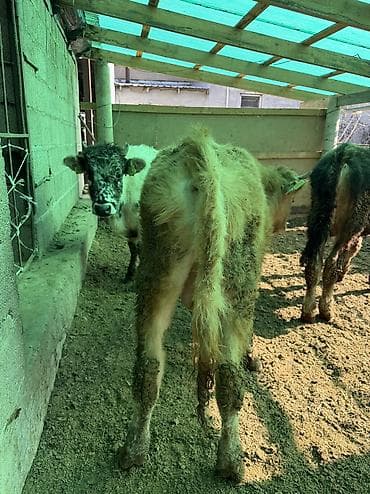 Башка жаныбарлар: Сатам | Бука (эркек) — 8