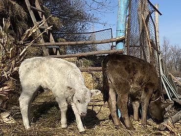 картан кой: Продаю | Бык (самец) | Швицкая, Шароле | Для молока | Привязанные — 4