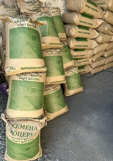 • Сорту: Кара-Балта, "Багира" (жергиликтүү, биздин климатка