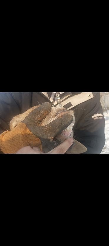 отдам котенка рэгдолл: Продаю | Овца (самка) | Арашан | Для разведения | Котные — 2