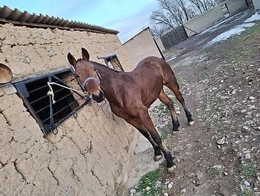 седло лошадь: Продаю | Жеребец | Полукровка | Для разведения, Рабочий, Конный спорт — 7