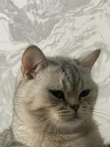 серебристая шиншила: Британская короткошёрстная кошка (серебристая шиншилла) - Окрас — 2