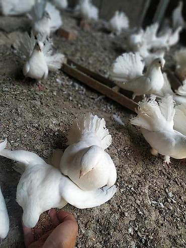 яйца павлина: Продаю голубей породы "павлин" оптом от 500 сом. Декоративные голуби — 9