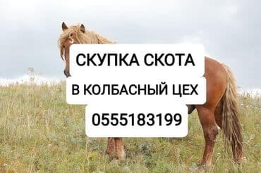 карова дойных: Куплю | Коровы, быки, Лошади, кони | Круглосуточно, Любое состояние, Забитый — 1