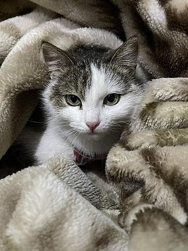 Находка и пропажа кошек: Кошка даром: Беспородная, 2 года, Девочка — 3