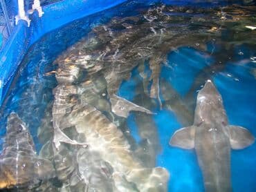 чертёж дома: Охлажденный, 1 кг, 2 кг — 5