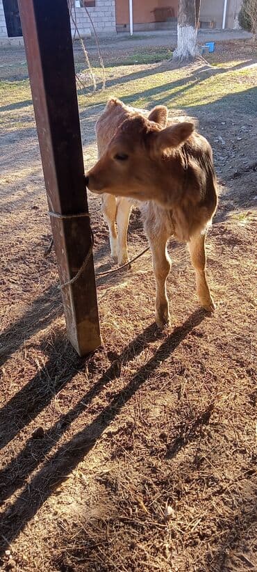 купить собаку чау чау: Продаю | Музоо, торпок | Для молока — 4
