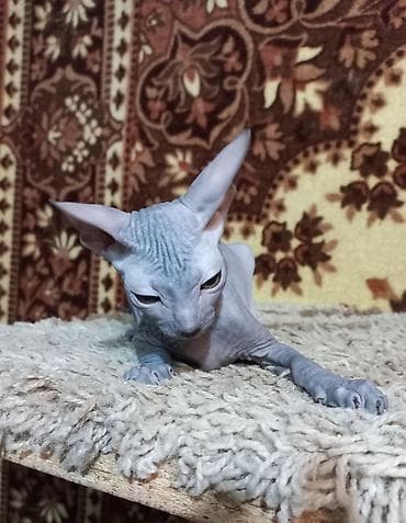 кошка сфинкс с шерстью: Продаю котят донского сфинкса, девочку черепахового окраса и мальчика — 5