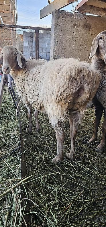 Продаю | Овца (самка) | Арашан | Для разведения | Котные, Матка — 1