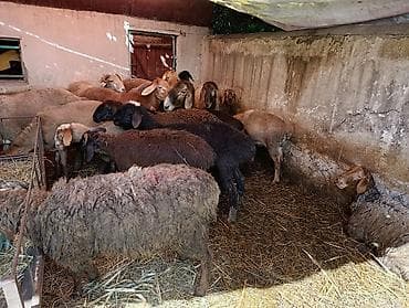 продаю баран красная речка: Продаю | Овца (самка), Баран (самец) | На забой — 2