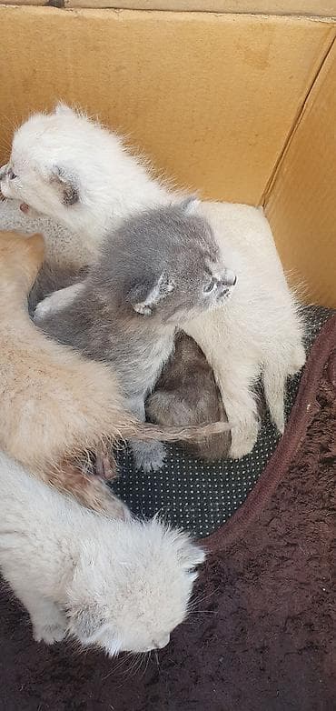 кошка пародистый: Котята, помёт из нескольких малышей разного окраса: - — 2