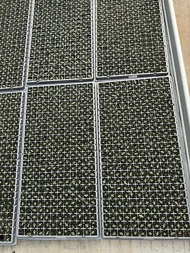 Бакча эмереги: Көчөттөр гүлдүн — 4