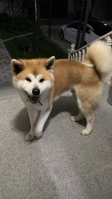 🐕 Кобель акита-ину для вязки Предлагается кобель породы Акита-ину для