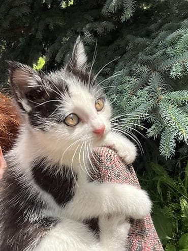 Отдам котенка в добрые руки. Не для детей! Только ответственным людям