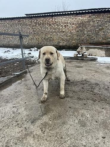 продаю собак: Лабрадор-ретривер, кобель, окрас палевый. - Крупный, мощный корпус — 1