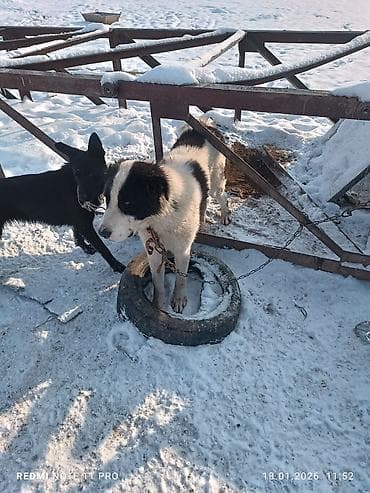 щенки породы акита ину: Две молодые собаки черного окраса. Описание: - Активные, подвижные, с — 5