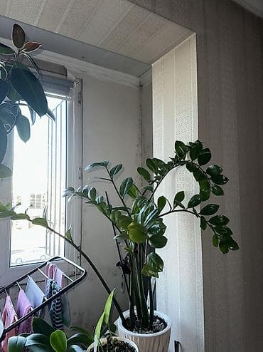 аглаонемы: Фикус в огромном горшке 4000 сом Замиокулькас 3000 сом Аглаонема в — 5