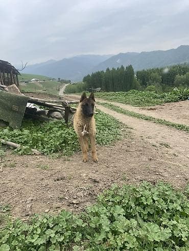 ош иттер: Щенок/молодая собака пастушьего типа (средний рост). Основные — 3