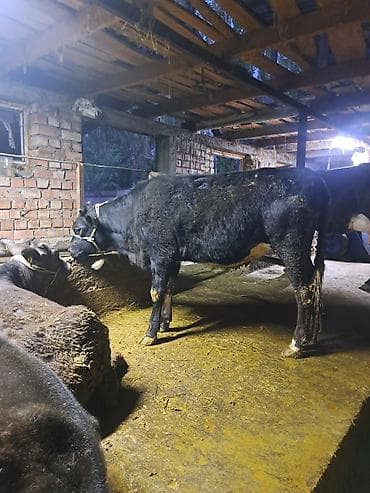 высокоудойные коровы: Продаю | Тёлка | Для разведения | Не стельные — 1