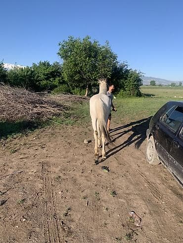 заказ делфин: Продаю | Жеребенок | Рабочий — 4