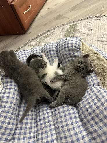 pitomnik temir: Котята от домашней кошки (на фото мама) - Окрас: серый сплошной — 2