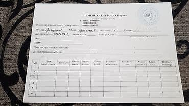 С/х животные и товары: Продаю | Баран (самец) | Арашан — 10