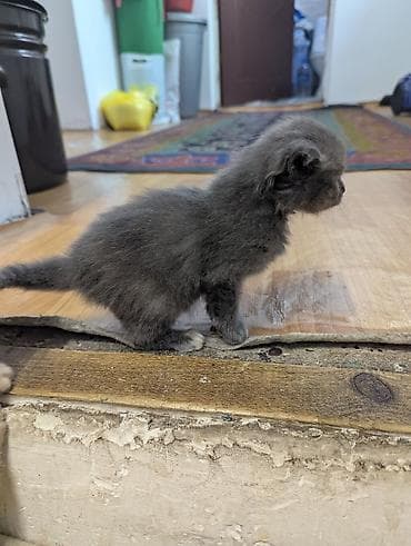 кошка с разными глазами: Котята от домашней кошки - 4 котят: есть трёхцветные — 8