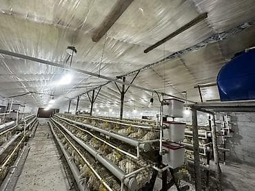 сачок для рыбы: Птичник с клеточными батареями и полной системой жизнеобеспечения — 1