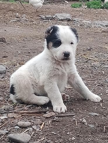 собаки мопс: 4 щенка крупной породной, азиаты с яркой внешностью. Описание: - 1 — 8