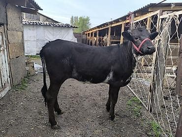 уй жаныбары: Сатам | Кунаажын | Швиц | Бордоп семиртүү үчүн | Байланган — 8