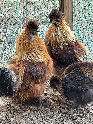 индюки кара балта: Продаю петухов шелки — 2