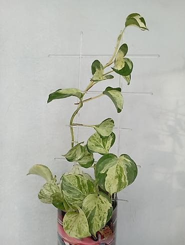 Сингониумы: Продаются разные комнатные растения, полностью домашние. Цены разные — 7