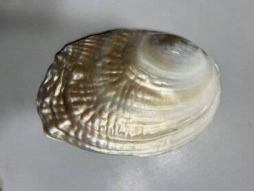 ракушки для аквариума купить: Перламутровая раковина жемчужная с зарождающимися жемчужинами — 2