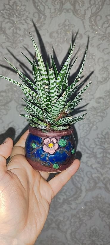 гортензия цена бишкек: Продаю комнатные цветы аглаонема трейбе - 150 сом сансиверия 100- 150 — 10