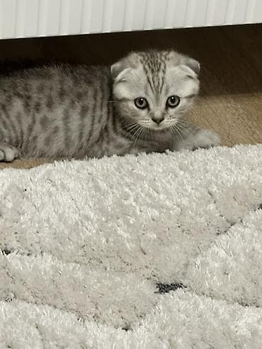 скоттиш фолд цена: Шотландский вислоухий котёнок (Scottish Fold) 2 месяца -Окрас — 1