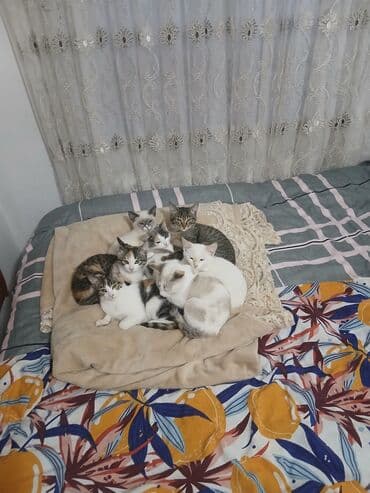 пуфики цена: Отдам котят в хорошие руки 4 по 1,5 месаца и 4 по 2,5 месаца. Только в — 9