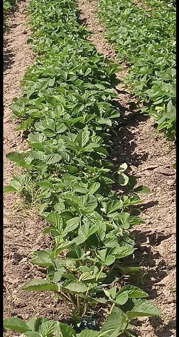 продажа рассады: Рассада садовой земляники (клубники) сорт Виктория долго играющий. - — 1